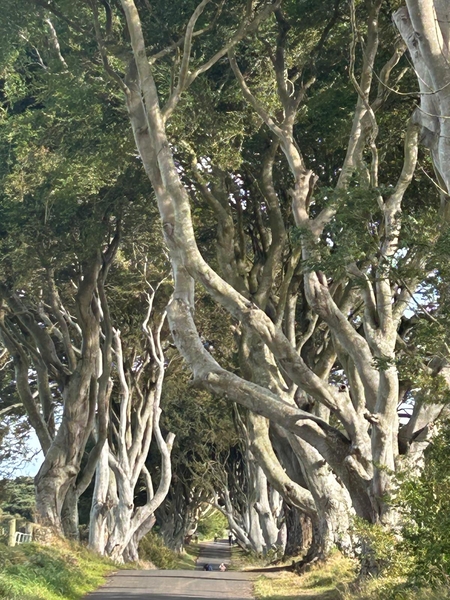 5G  Antrim Dark Hedges _IMG-20250827-WA0014