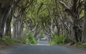 5G  Antrim Dark Hedges