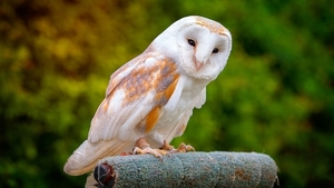 barn-owl-3155878_960_720