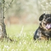 dog-3185848_960_720