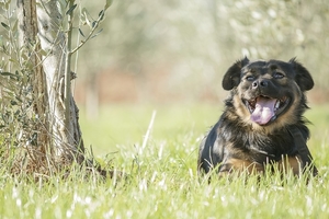 dog-3185848_960_720