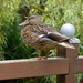 ducks-3181452_960_720