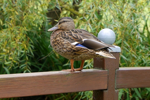 ducks-3181452_960_720