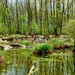 nature-3162003_960_720