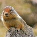 nature-3174209_960_720