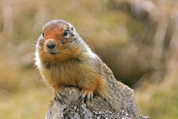 nature-3174209_960_720