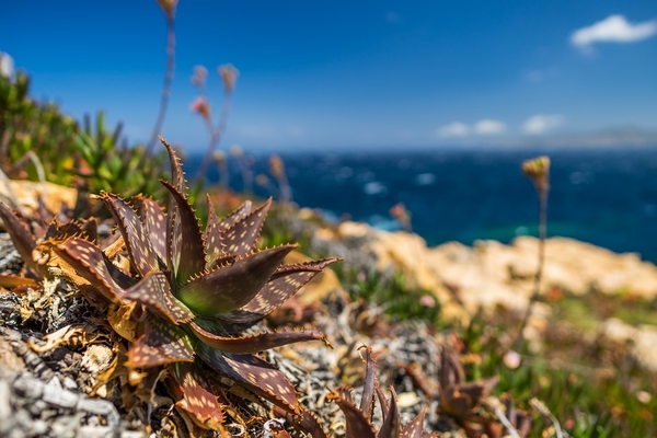 nature-3188718_960_720