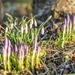 nature-3194053_960_720