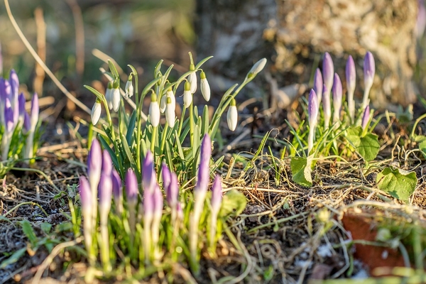 nature-3194053_960_720