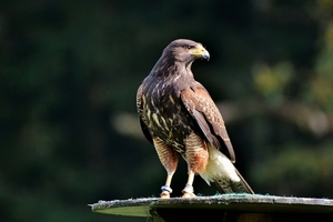 peregrine-falcon-3023839_960_720