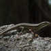 reptile-3189190_960_720