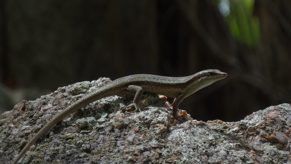 reptile-3189190_960_720