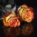rose-3063282_960_720
