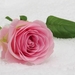 rose-3142660_960_720