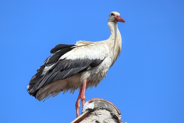 stork-3183882_960_720
