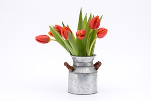 tulip-3170494_960_720
