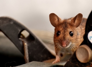 wood-mouse-3179257_960_720