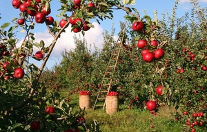 apple-1873078_960_720