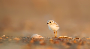 bird-1835615_960_720