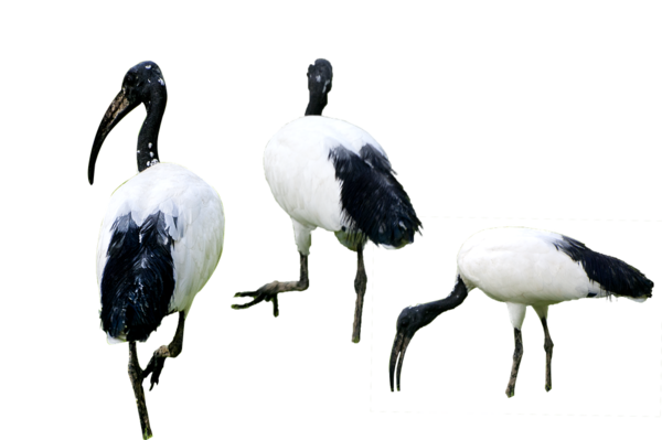 birds-2646878_960_720