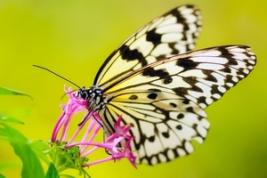 butterfly-2046454_960_720