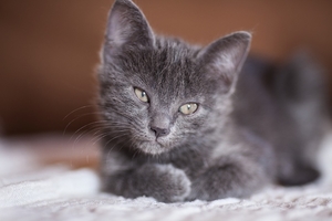 cat-2684445_960_720