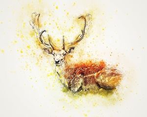 deer-2308100_960_720
