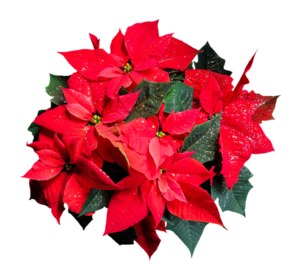 flower-1829711_960_720