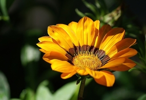 flower-2945346_960_720