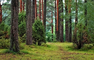 forest-1973952_960_720
