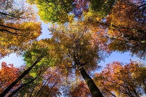 forest-2494737_960_720