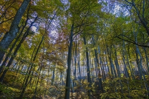 forest-2763587_960_720