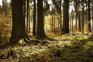 forest-2888604_960_720