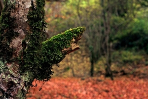 forest-2984228_960_720