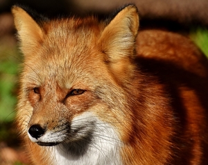 fuchs-2905882_960_720