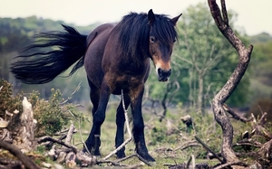 horse-1977122_960_720