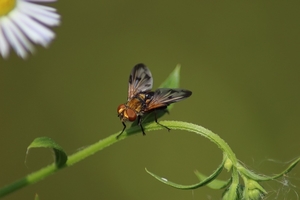 insect-3068681_960_720