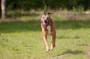 mammals-3069720_960_720