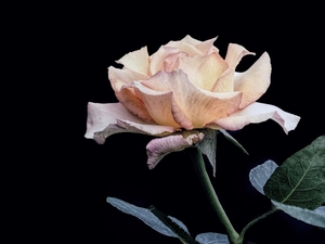 nature-2265741_960_720