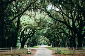 nature-2576466_960_720