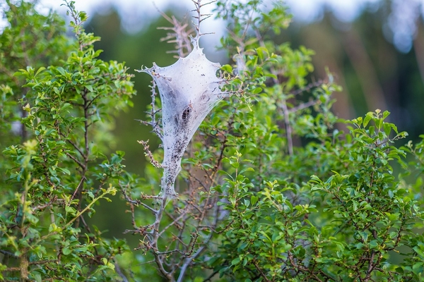 nature-3087756_960_720