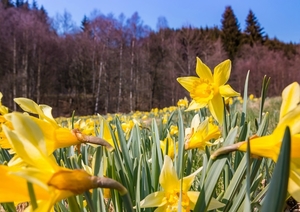 nature-3115731_960_720
