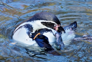 penguin-3096158_960_720