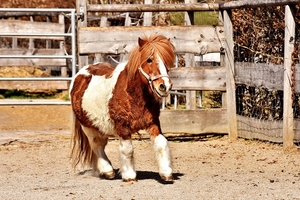 pony-2877246_960_720