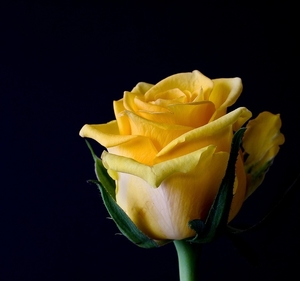 rose-bloom-320842_960_720