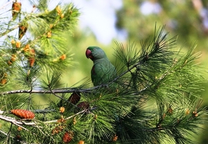 tree-3068281_960_720