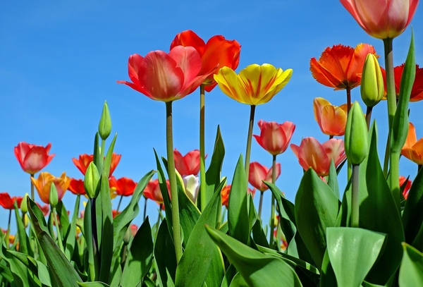 tulips-2189860_960_720