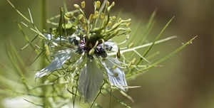 virgin-in-the-green-2377088_960_720