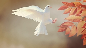 dove-2516641_960_720
