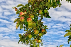 tree-3130568_960_720